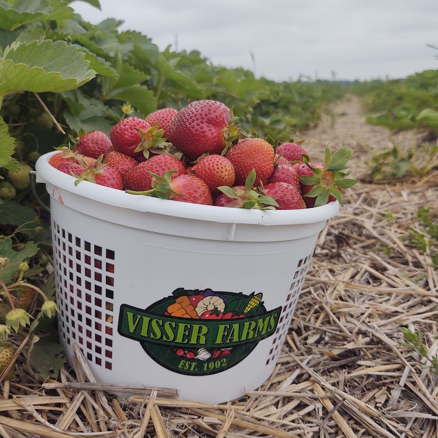 Strawberry Patch Visser Farms