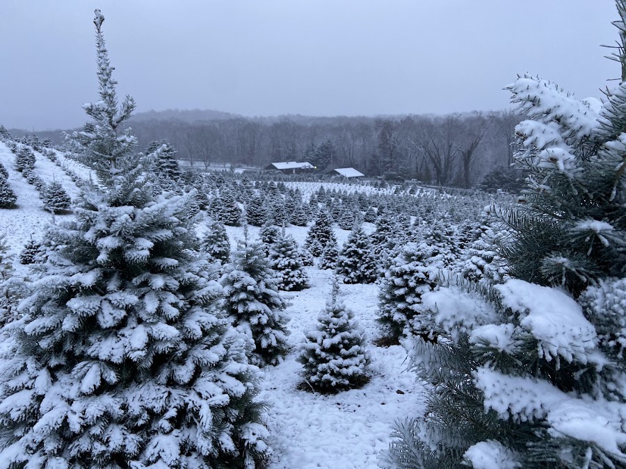 McConnell's Christmas Tree Farm