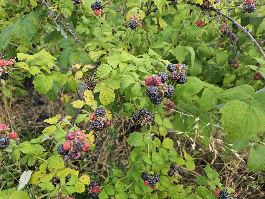 Mitchell's Berries & Blooms