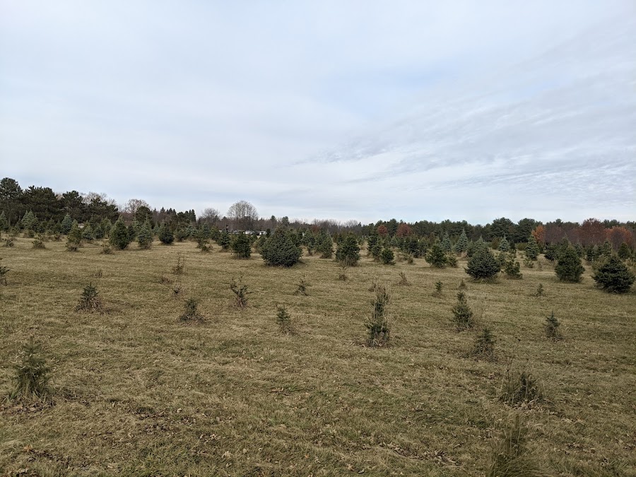 Pioneer Tree Farm
