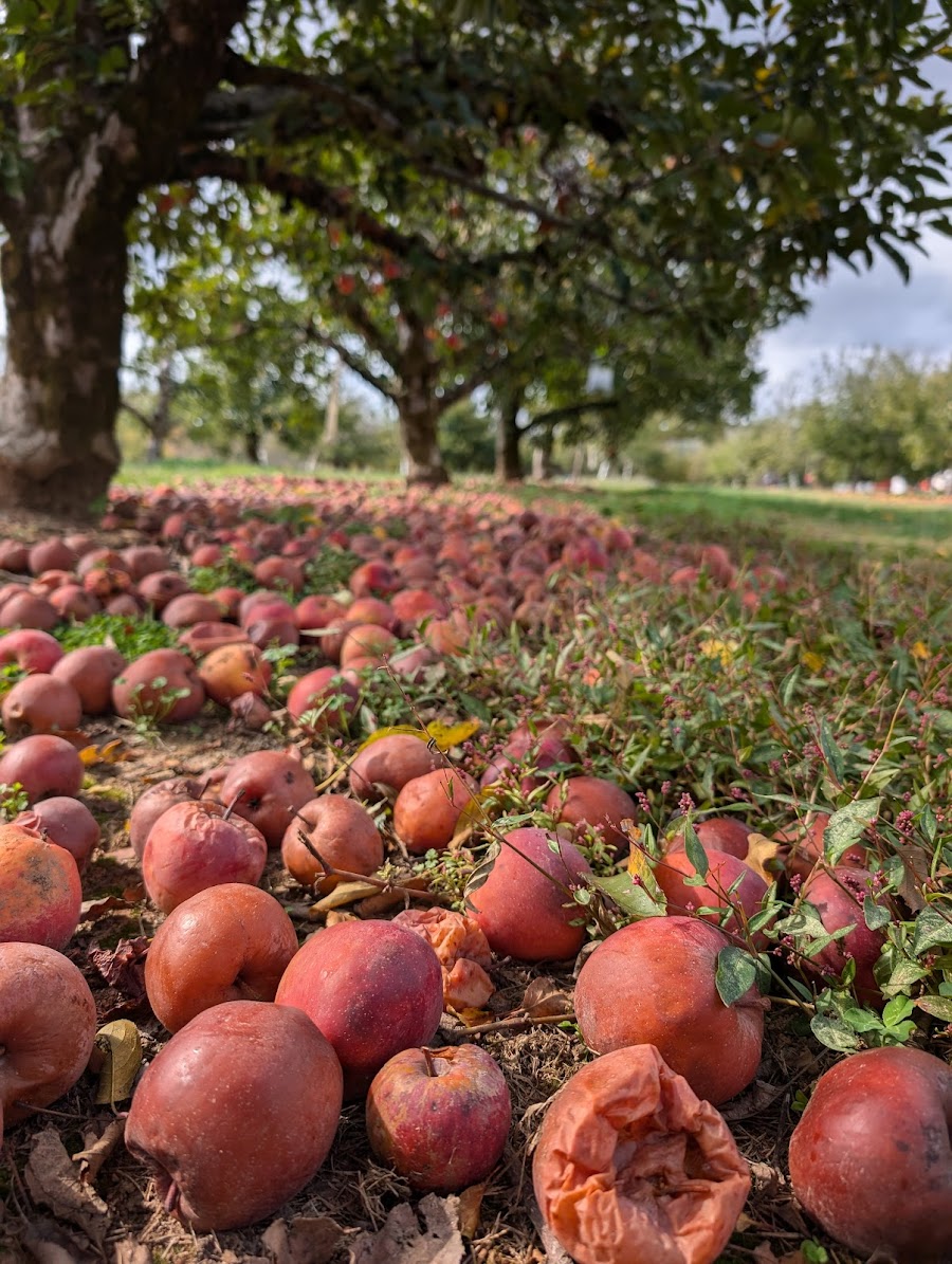 Morning Glory Orchard