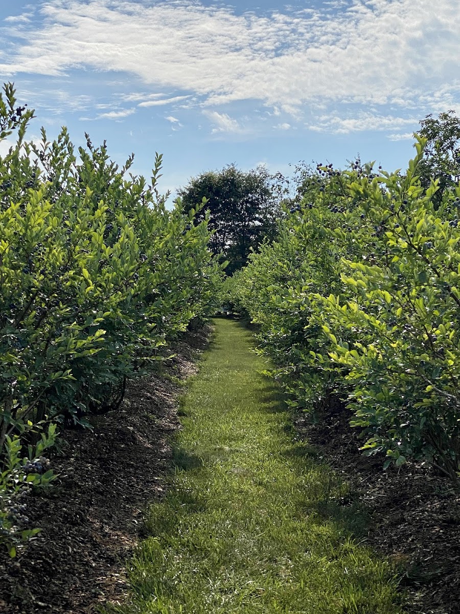Campbells Berry Farm