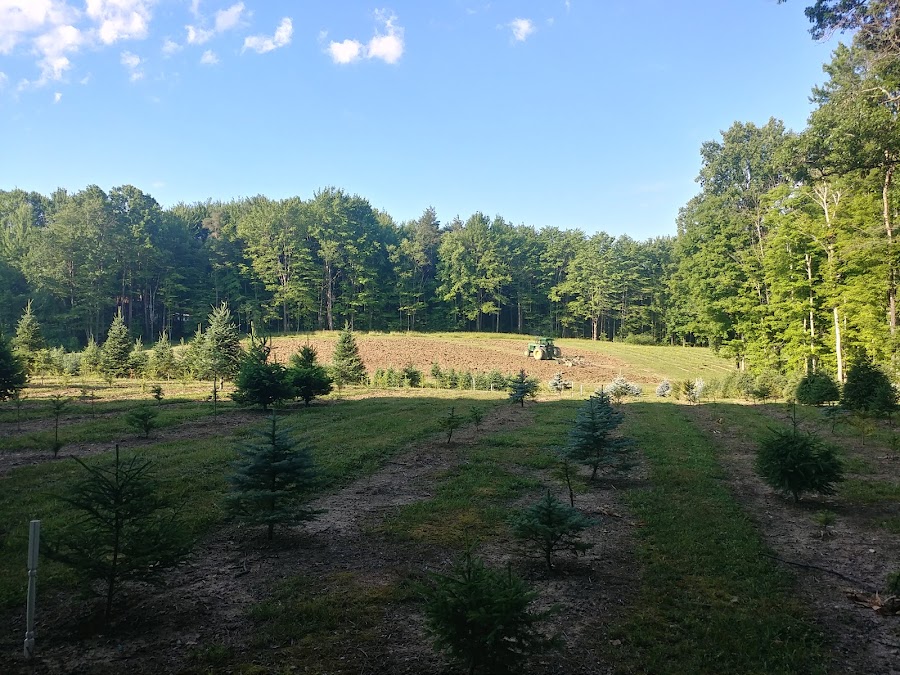 MOUNTAIN CREEK TREE FARM