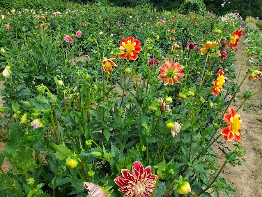 Trapp's Berry Farm