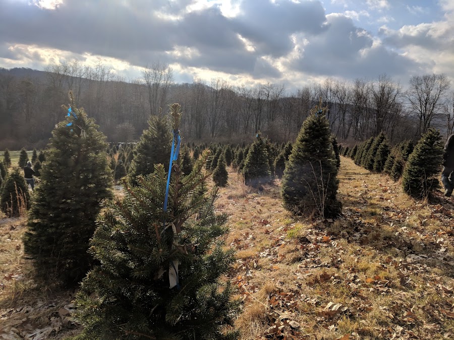 Ruffing's Tree Farm