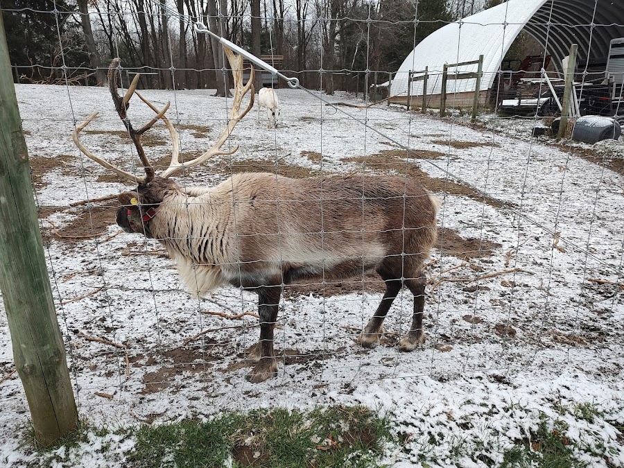 Reindeer Ranch