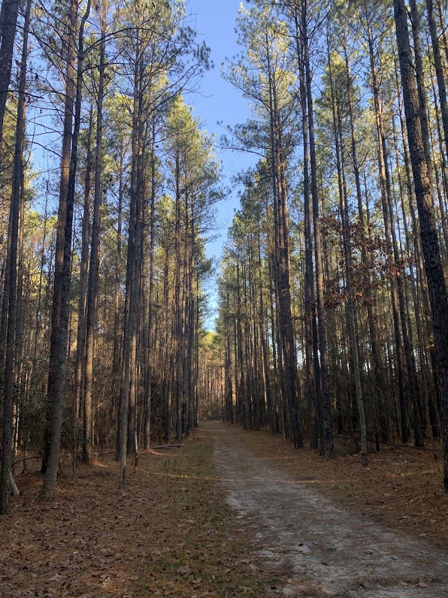 Sandy Pines Preserve
