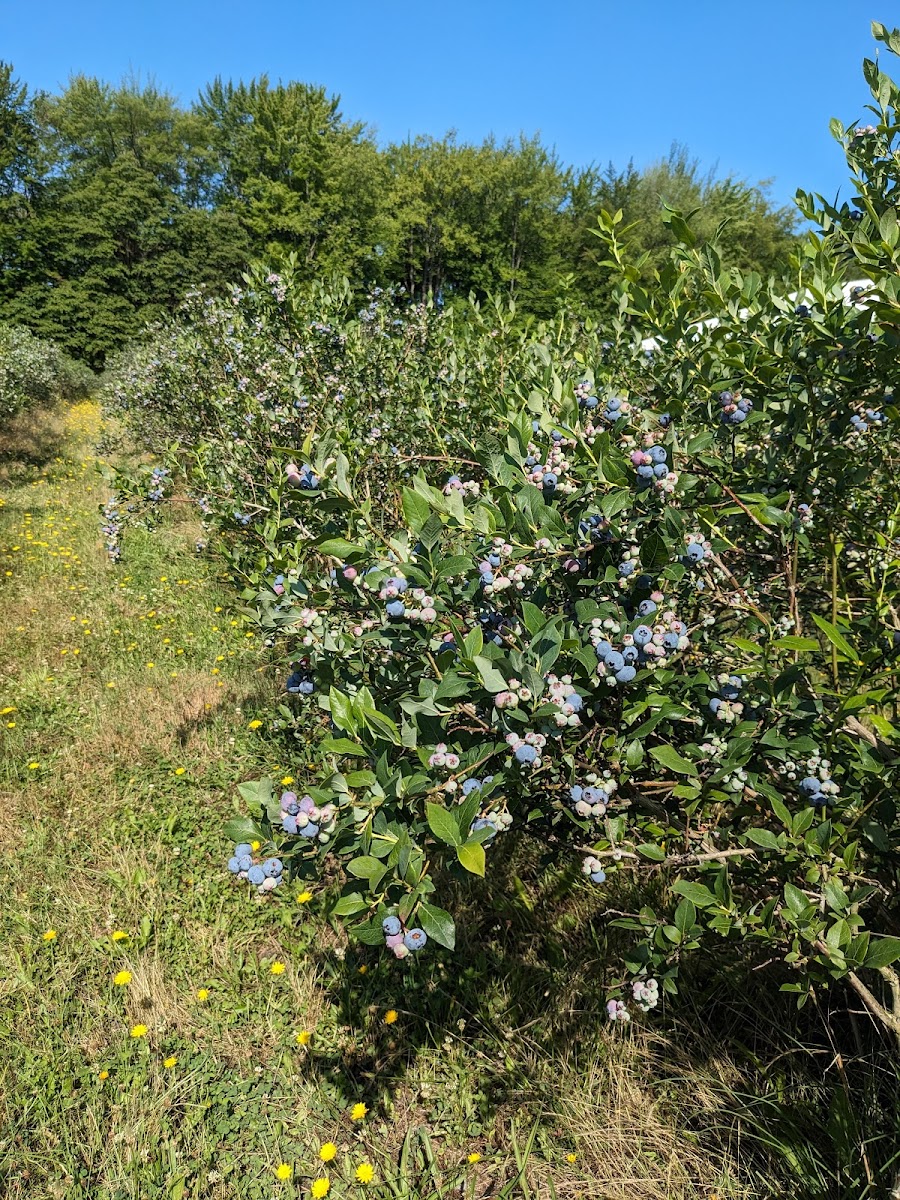 Organic Blueberries