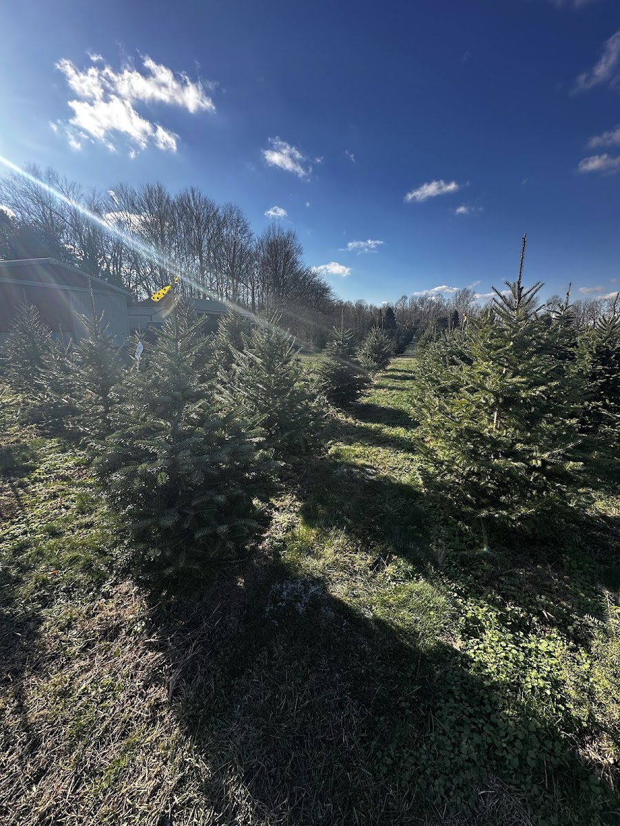 Country Charm Tree Farm