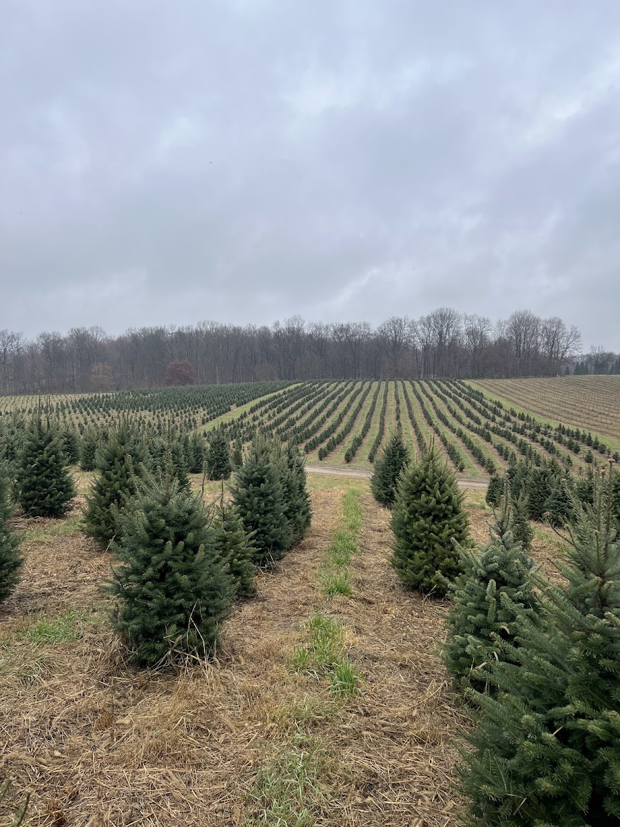 Timbuk Farms Christmas Tree Farm