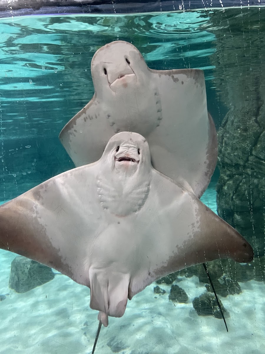 Hill City AquaZoo