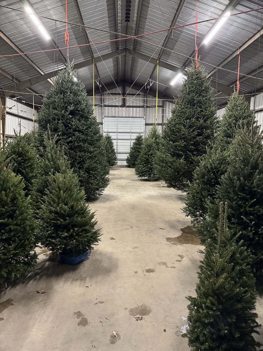 Hart's Christmas Trees