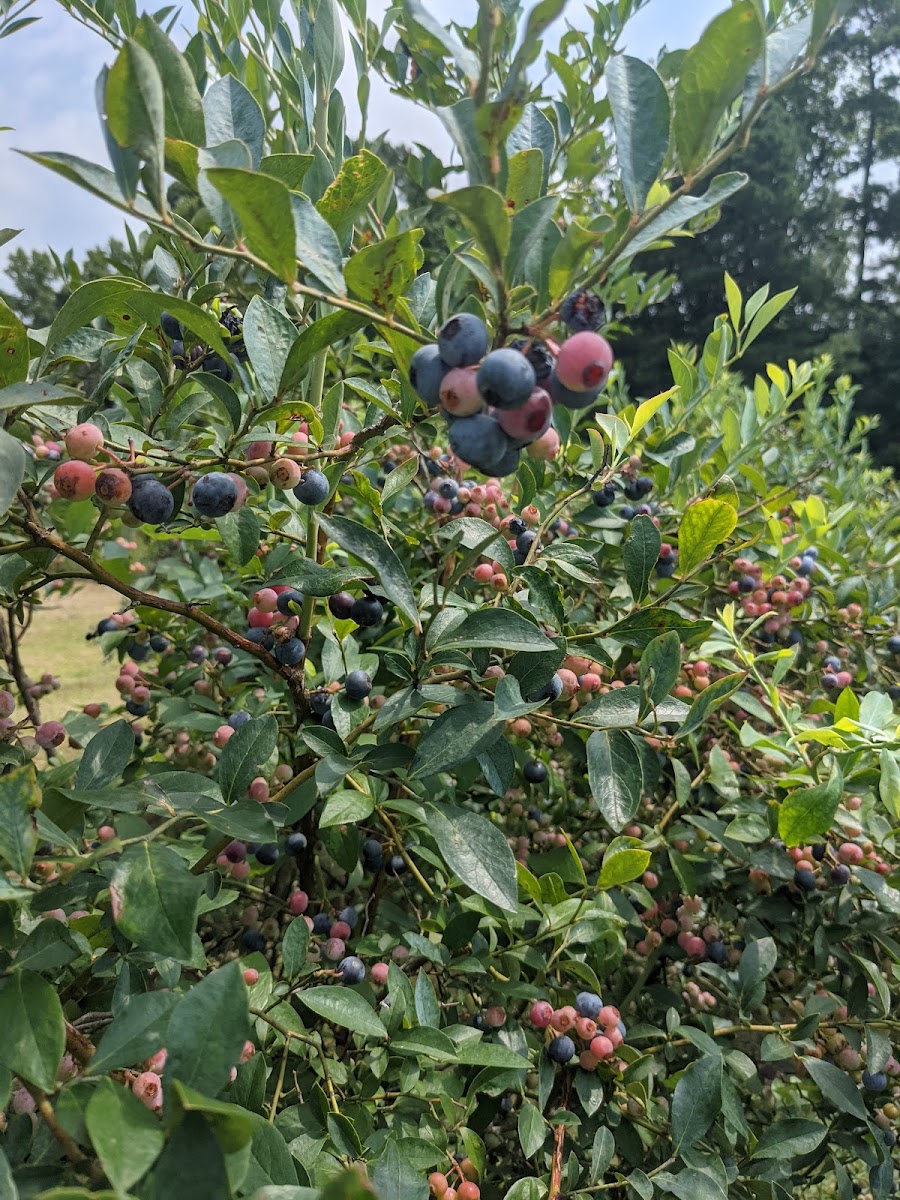 Granny Pearls Farm
