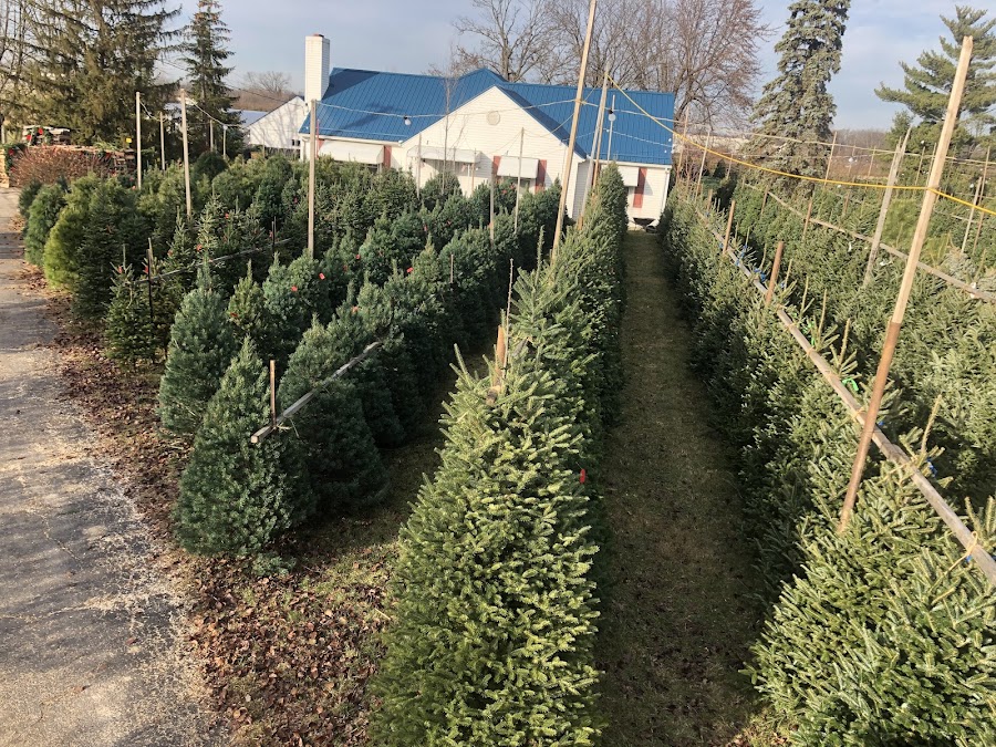 Brown's Christmas Trees