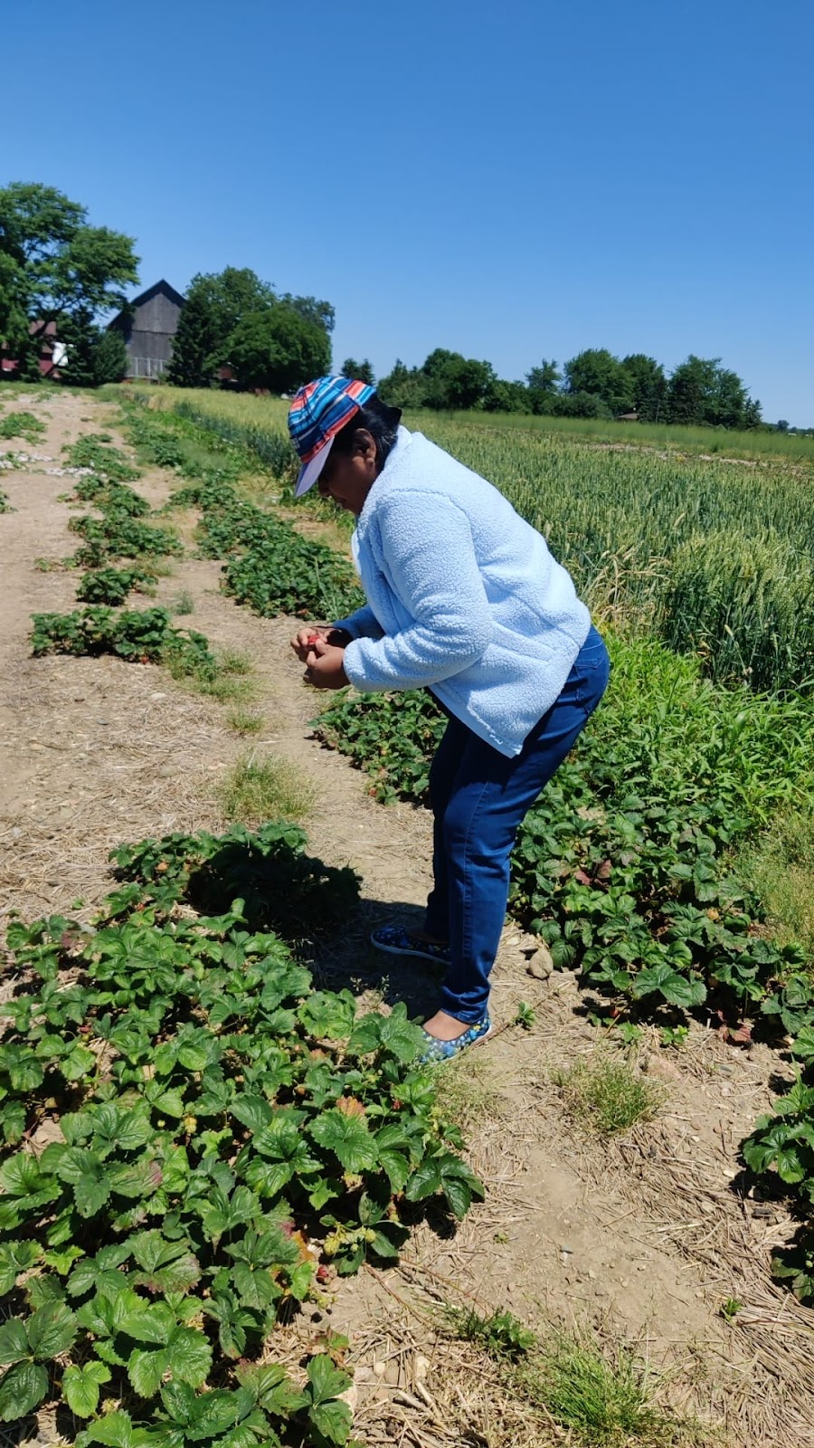 Zavaros Farms