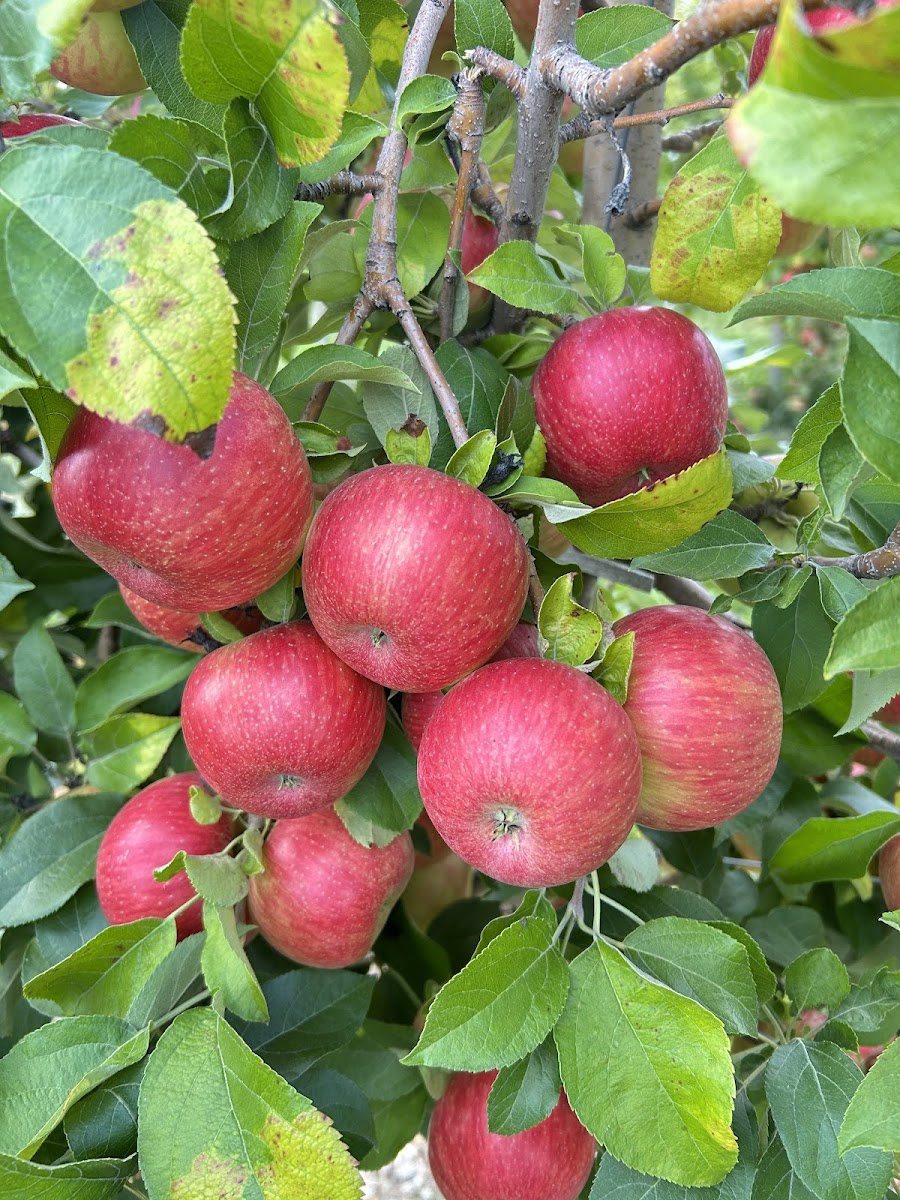 Gierach Orchards