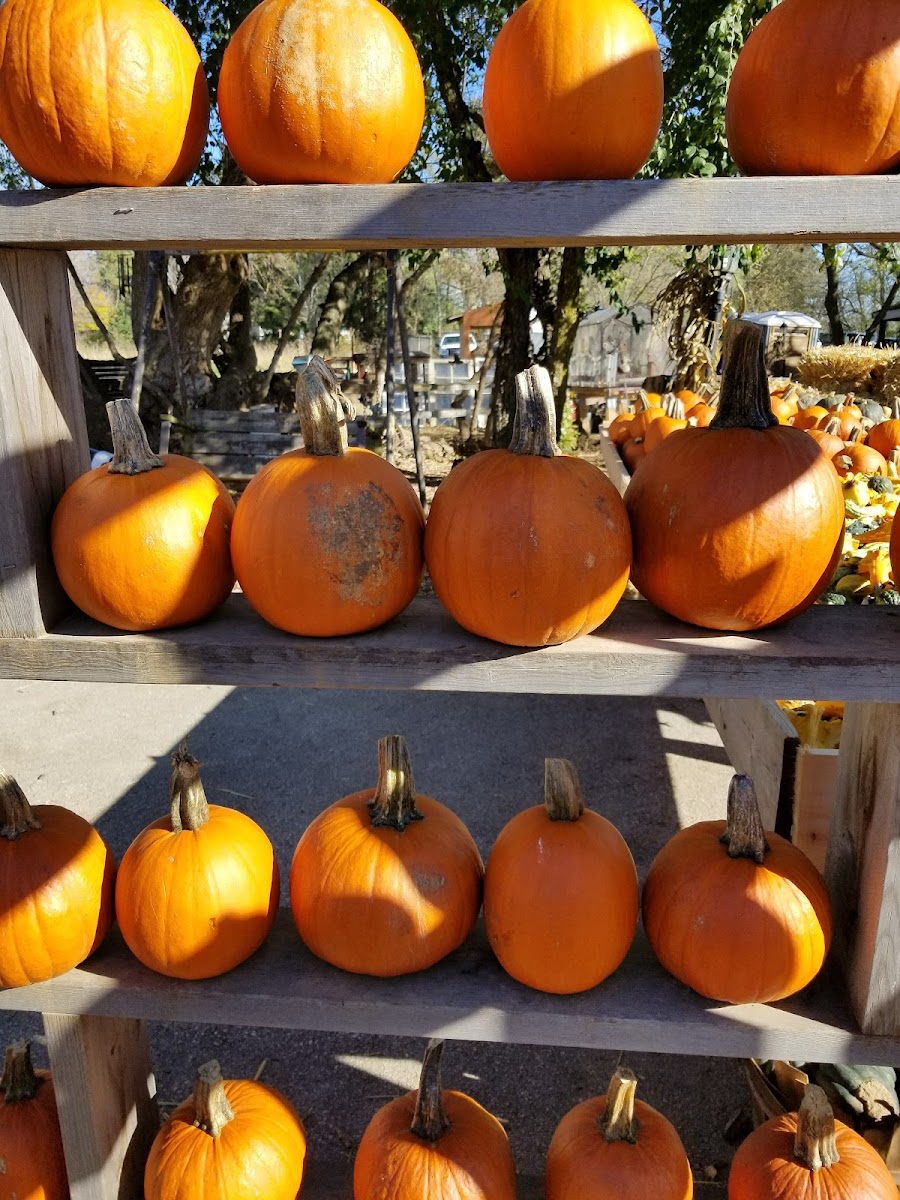 Lindners Farm Pumpkin Patch