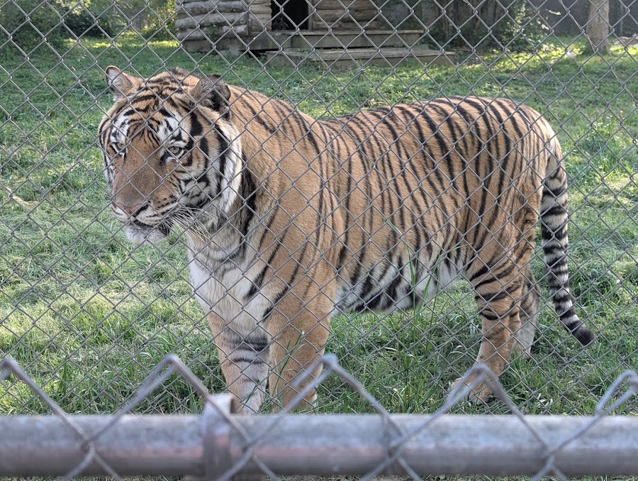 Carolina Tiger Rescue