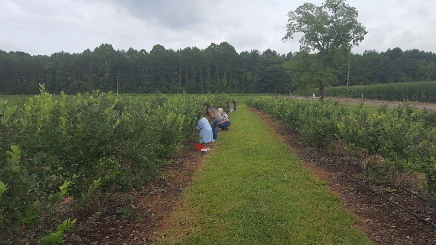 Clark's Berry Farm