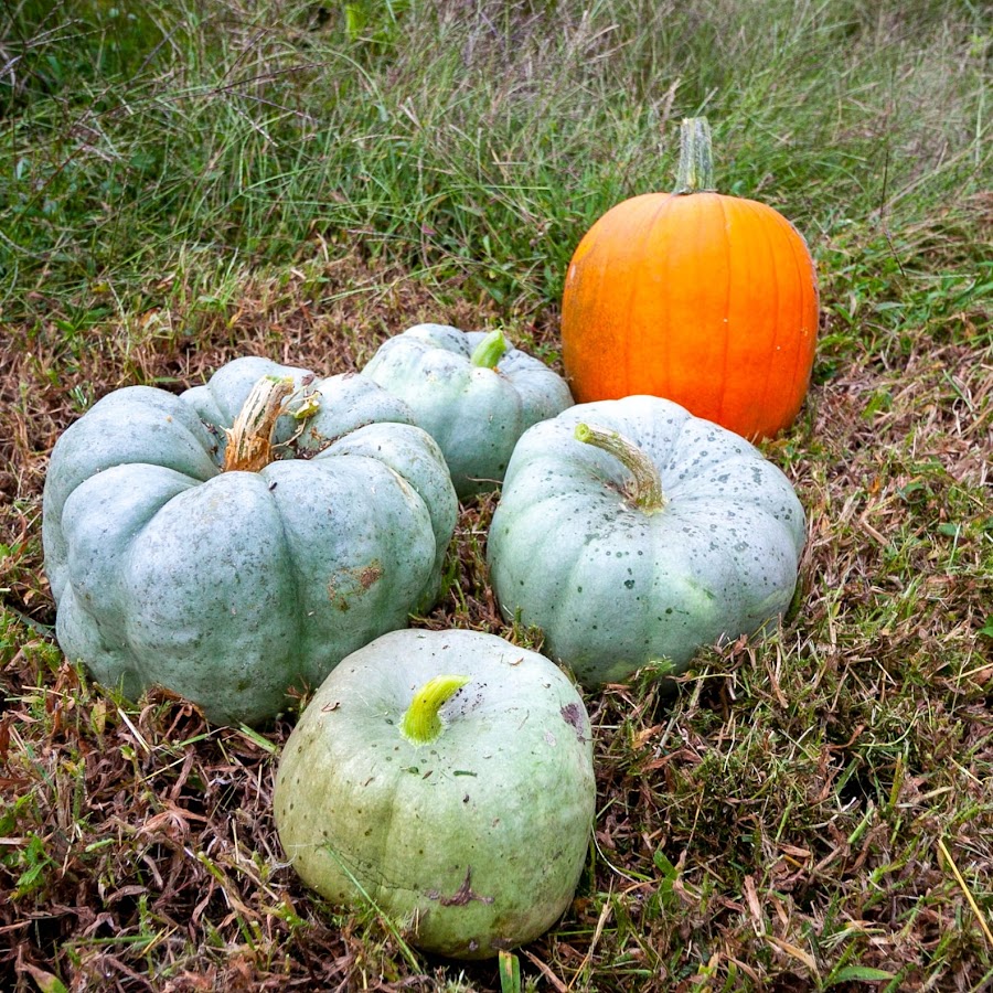 Hidwell Family Farms, LLC