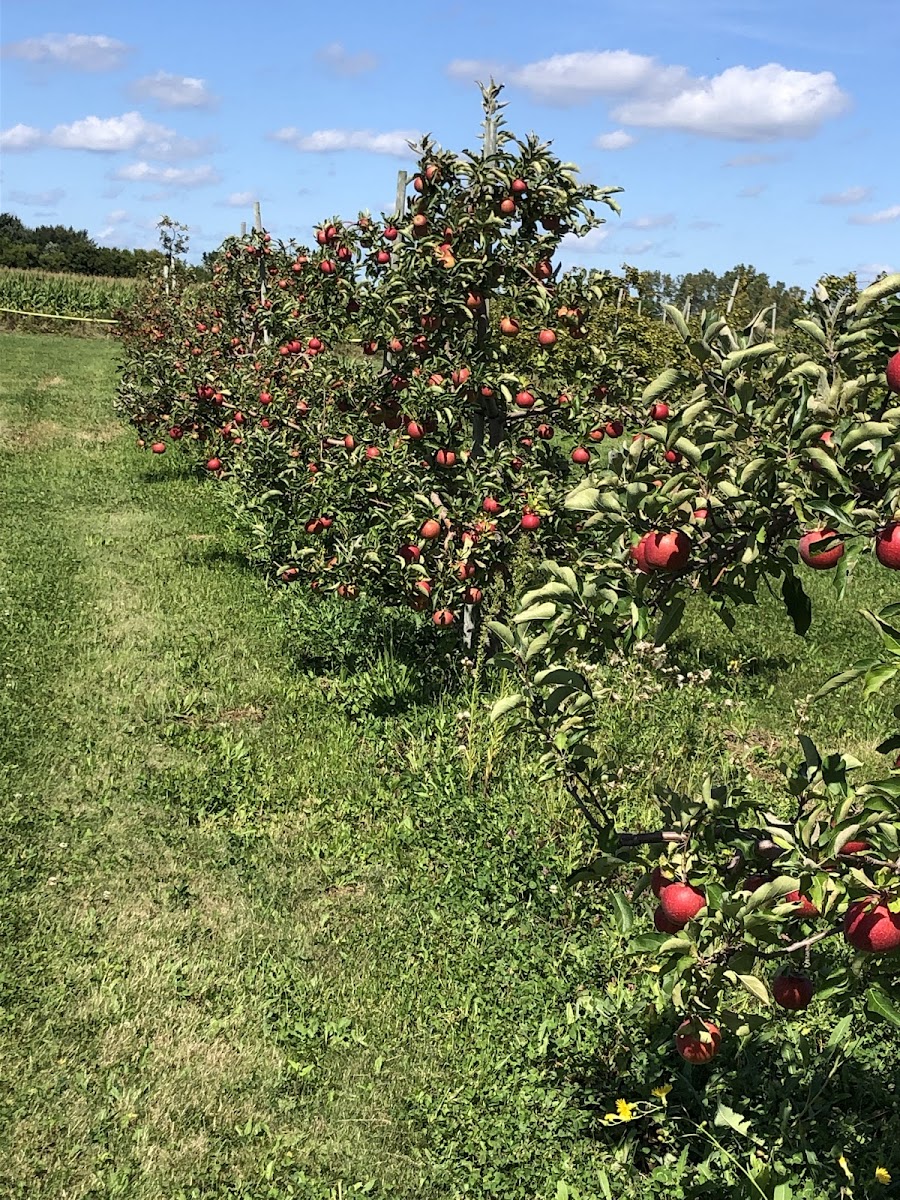 Wasem Fruit Farm