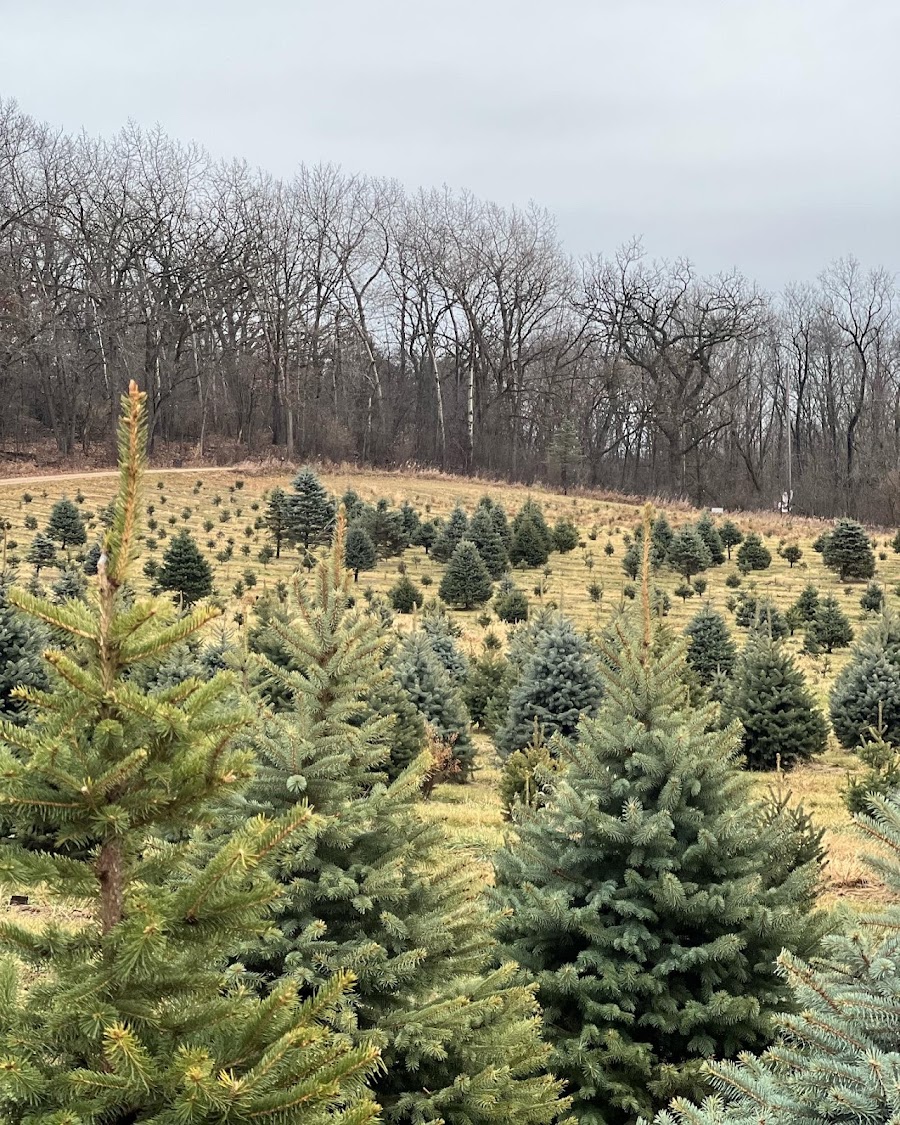 Sugar Creek Tree Farm