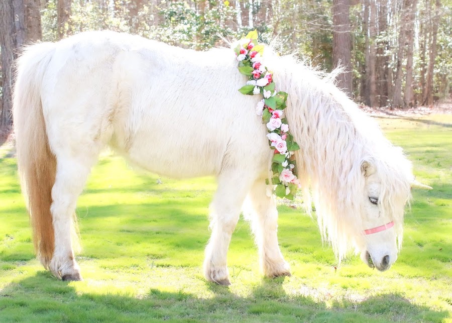 Flat Creek Farm Petting Zoo and Pony Rides