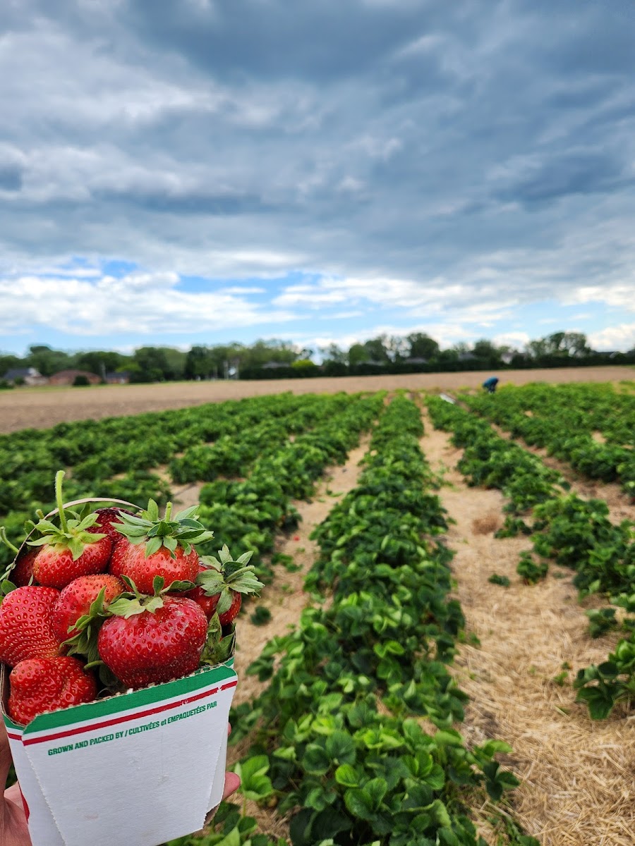Meleg's Lakeview Orchard & Cider Mill