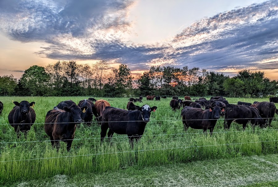 Hays Family Farm