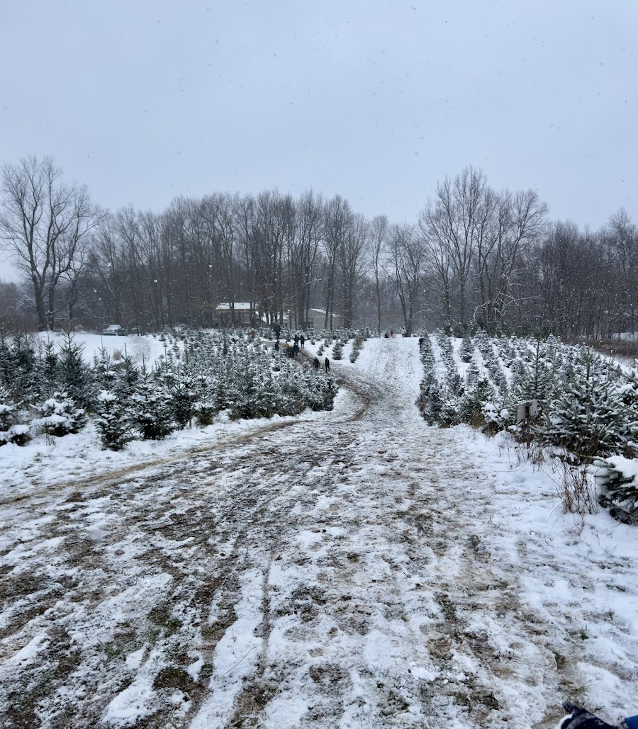 The Old Grove Christmas Tree Farm