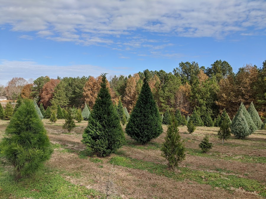 Almond Christmas Tree Farm