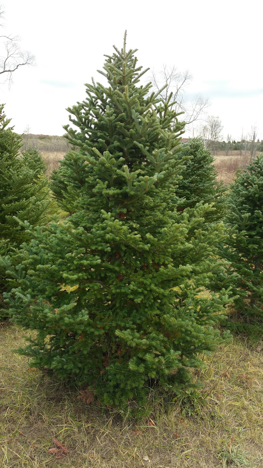Arend tree farm