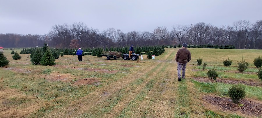 Cruise In Trees Christmas Tree Farm