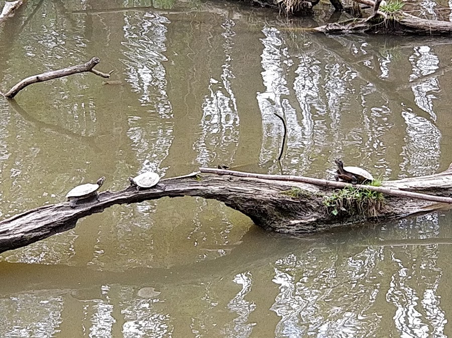 Farbach-Werner Nature Preserve
