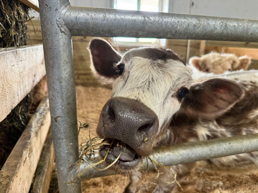 Traveling Acres Petting Zoo (Open by appointment Only)