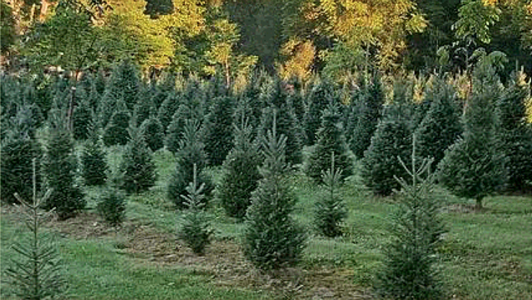 Shaker Tract Christmas Tree Farm