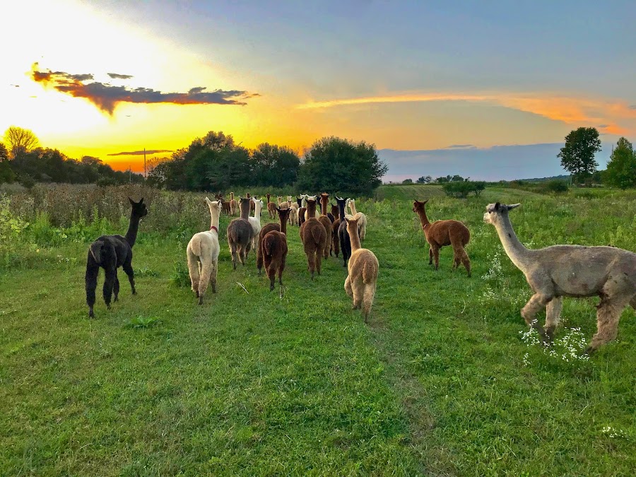 Howard Family Ranch - Alpaca Farm