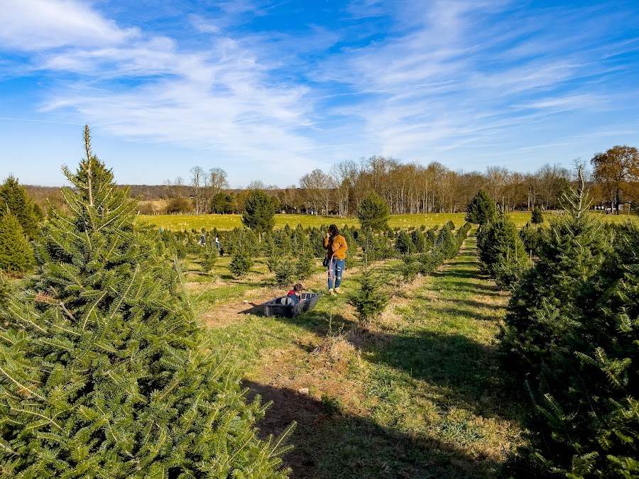 Spring Valley Tree Farm LLC
