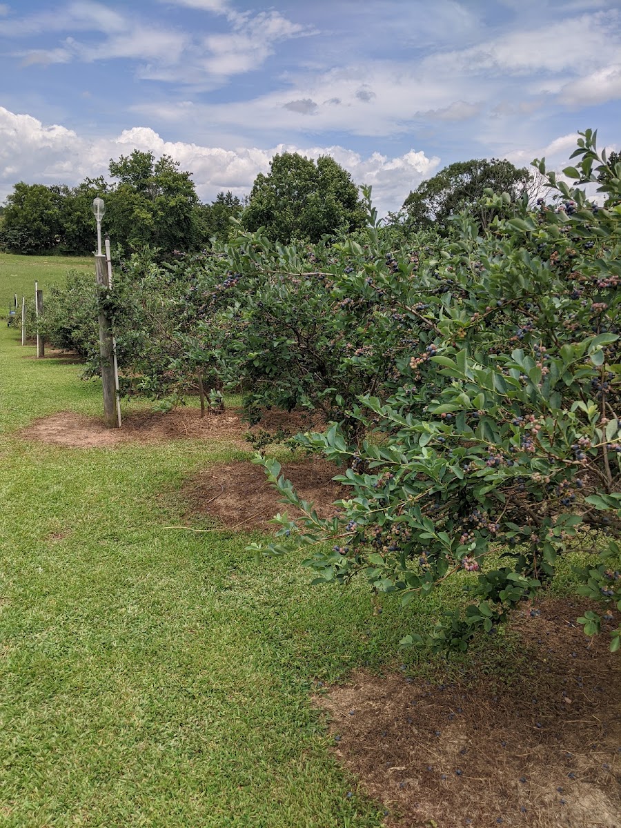 Jo's Blueberry Farm