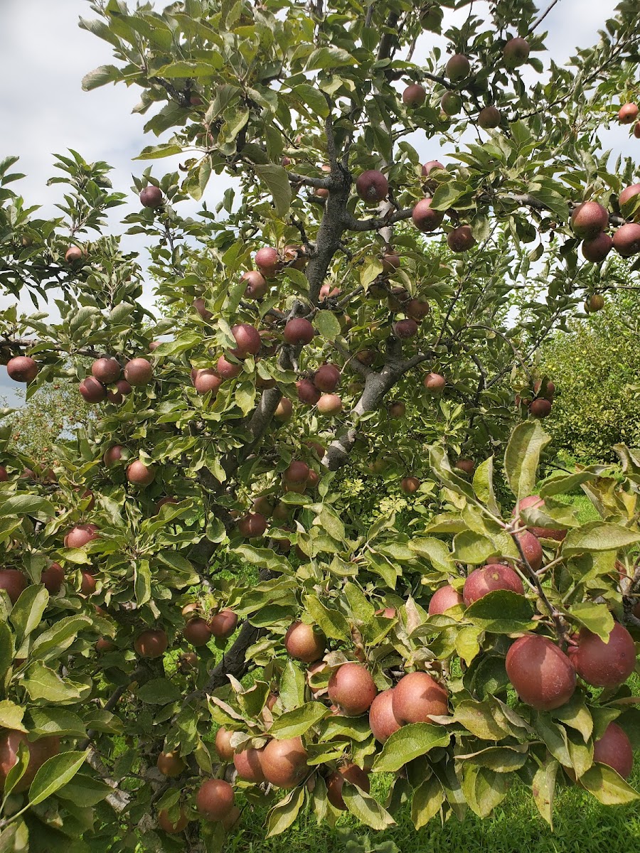 John & Linda's Fruit and Berry Farm