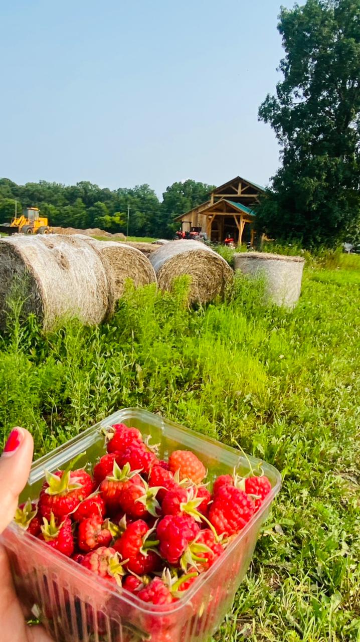 Honey Bee U-Pick patch - Tantre Farm