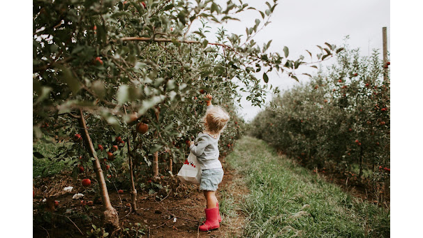 Historic Weston Orchard & Vineyard