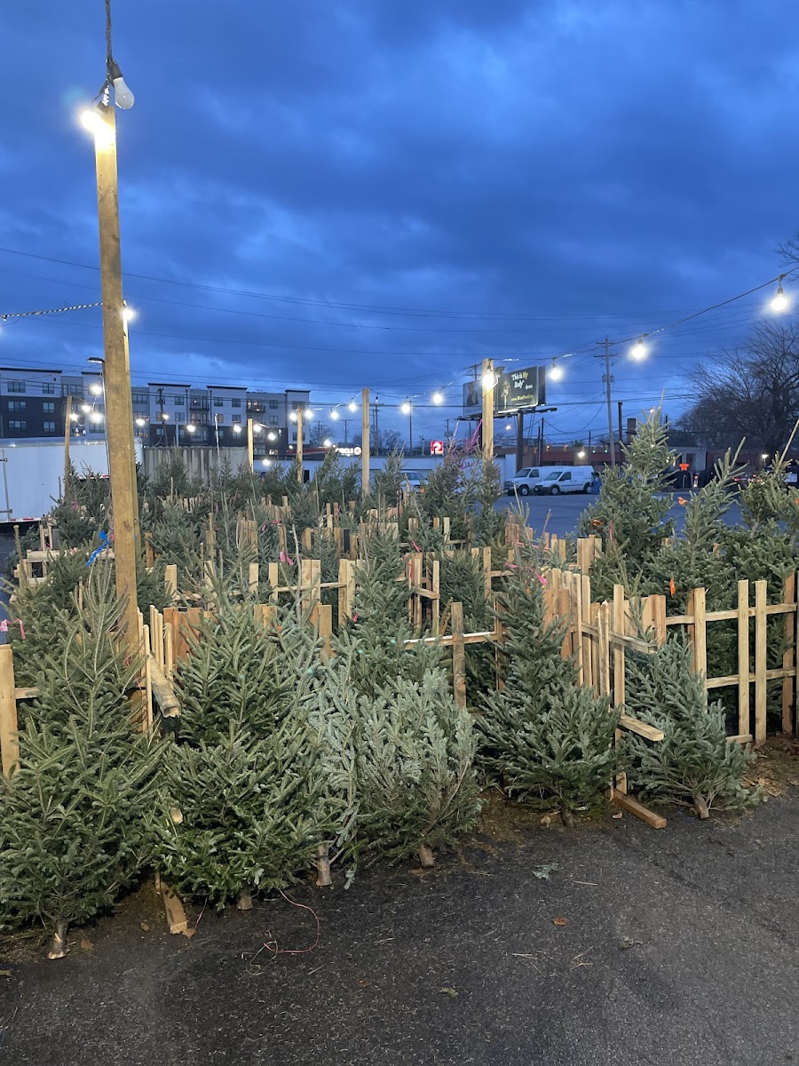 Taylor Christmas Trees Farm