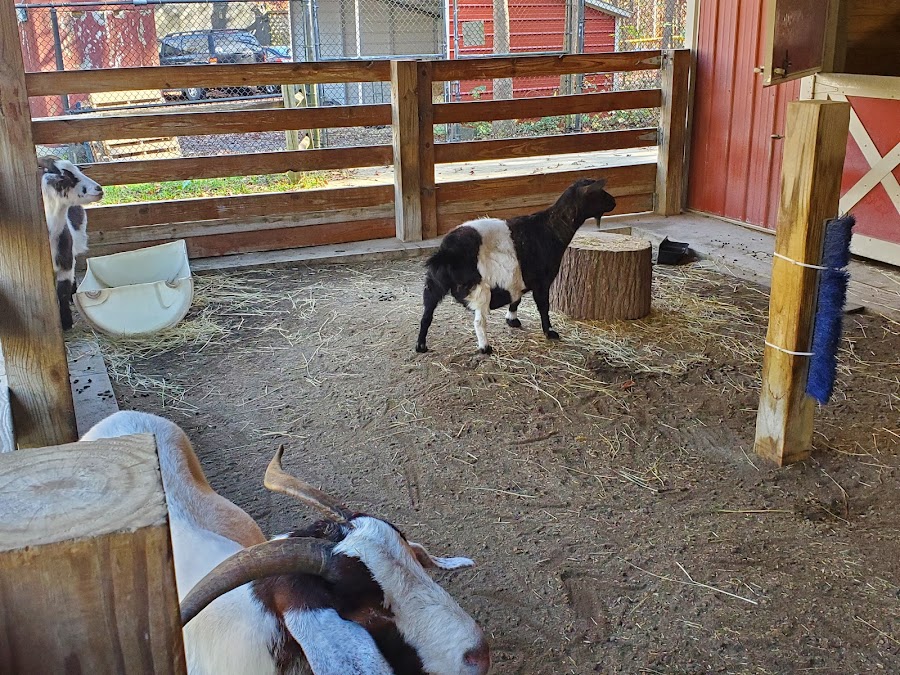 T.M. Stanback Petting Barn