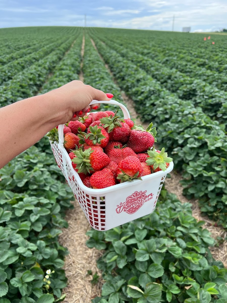 Thompson Farm (Pick-Your-Own Strawberries)