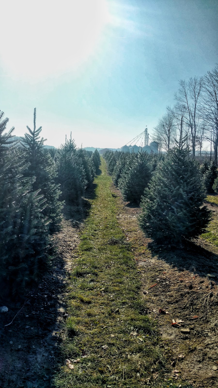 Manners Christmas Tree Farm