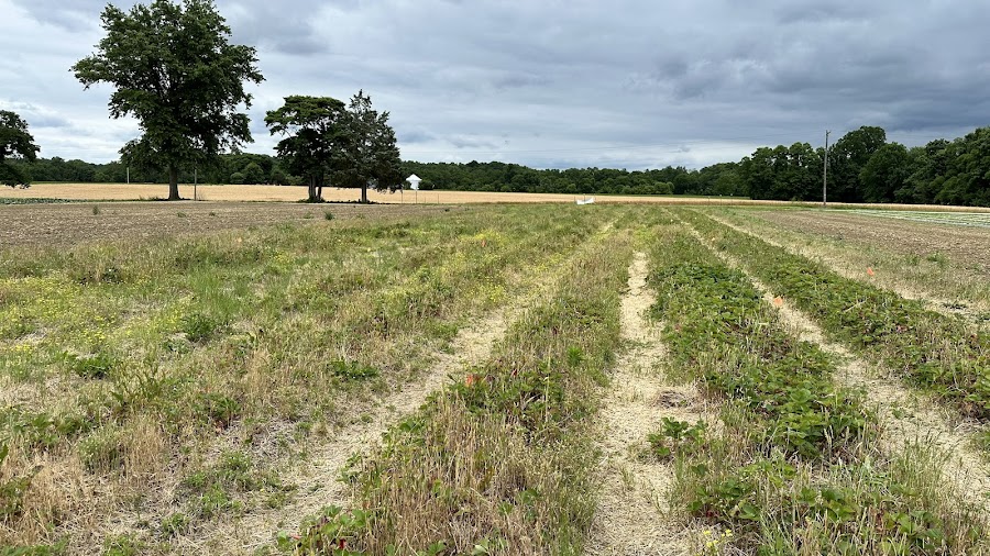 Berry Best Farm