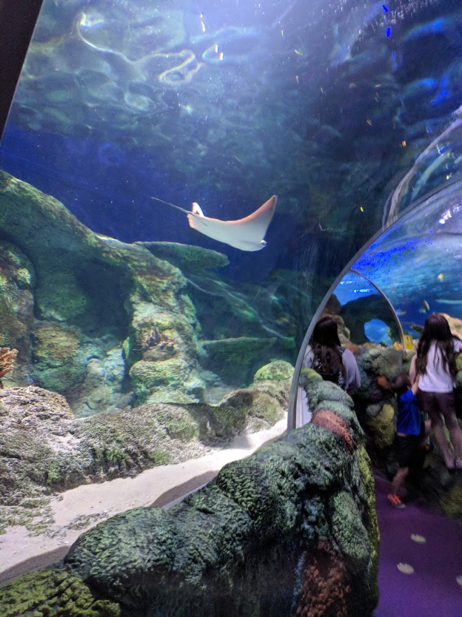 SEA LIFE Charlotte-Concord