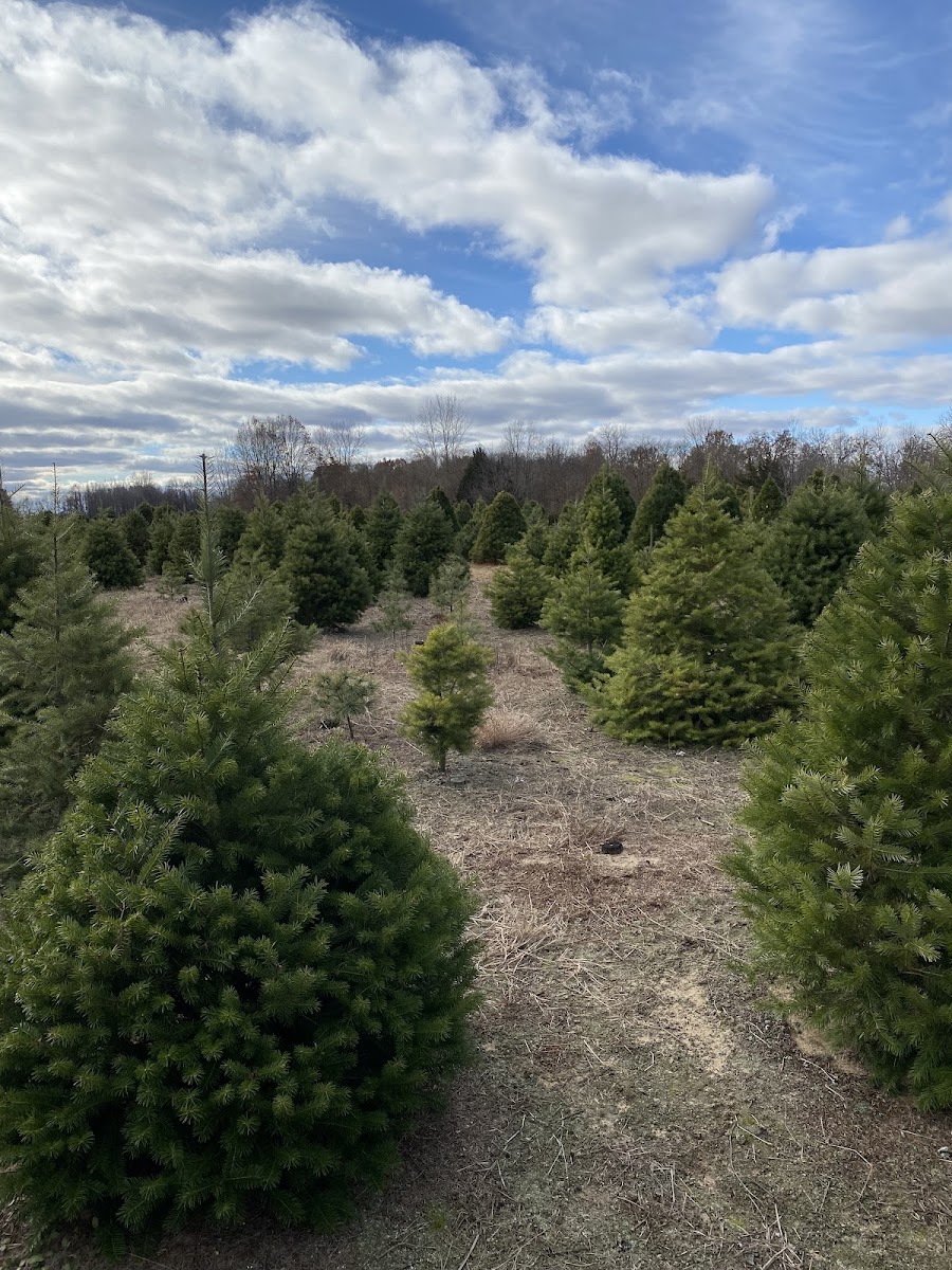 Salsberry Christmas Trees