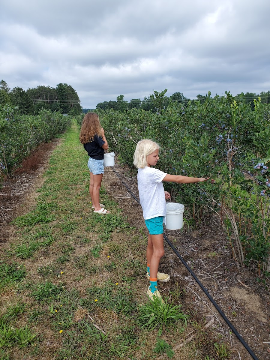 Lindberg's Blueberries